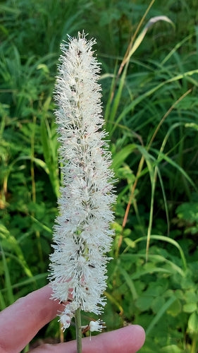 Bougie argentée d'automne — Bild 2