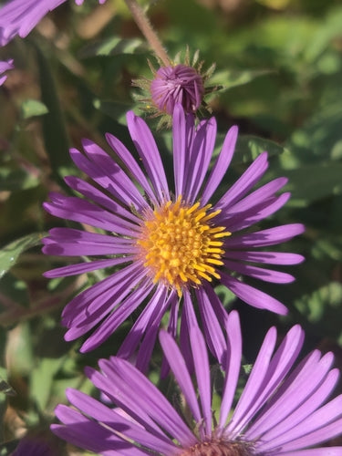 Aster d'automne — Bild 3