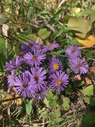 Aster d'automne — Bild 4