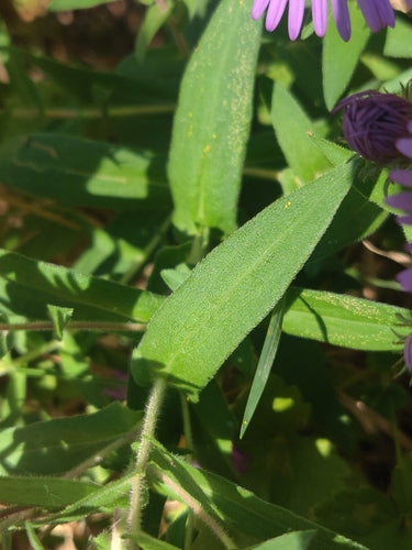 Aster d'automne — Bild 5