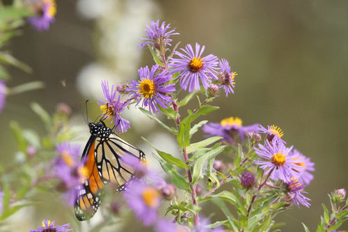 Aster d'automne — Bild 1