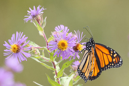 Aster d'automne — Bild 2