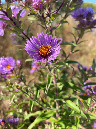 Aster d'automne — Bild 3