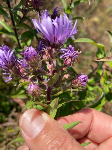 Aster d'automne — Bild 2