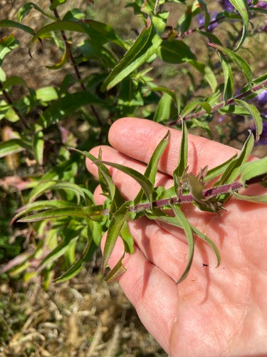 Aster d'automne — Bild 1