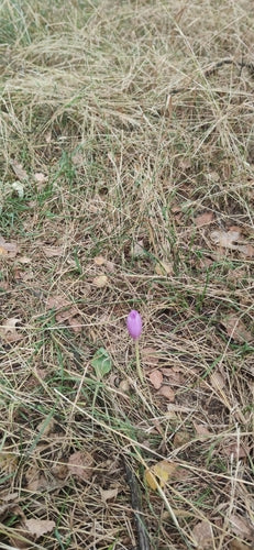 Crocus d'automne — Bild 5