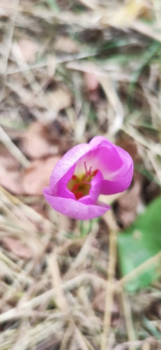 Crocus d'automne — Bild 4