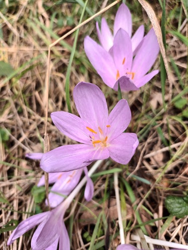 Crocus d'automne — Bild 2