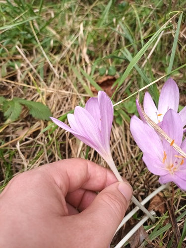 Crocus d'automne — Bild 1