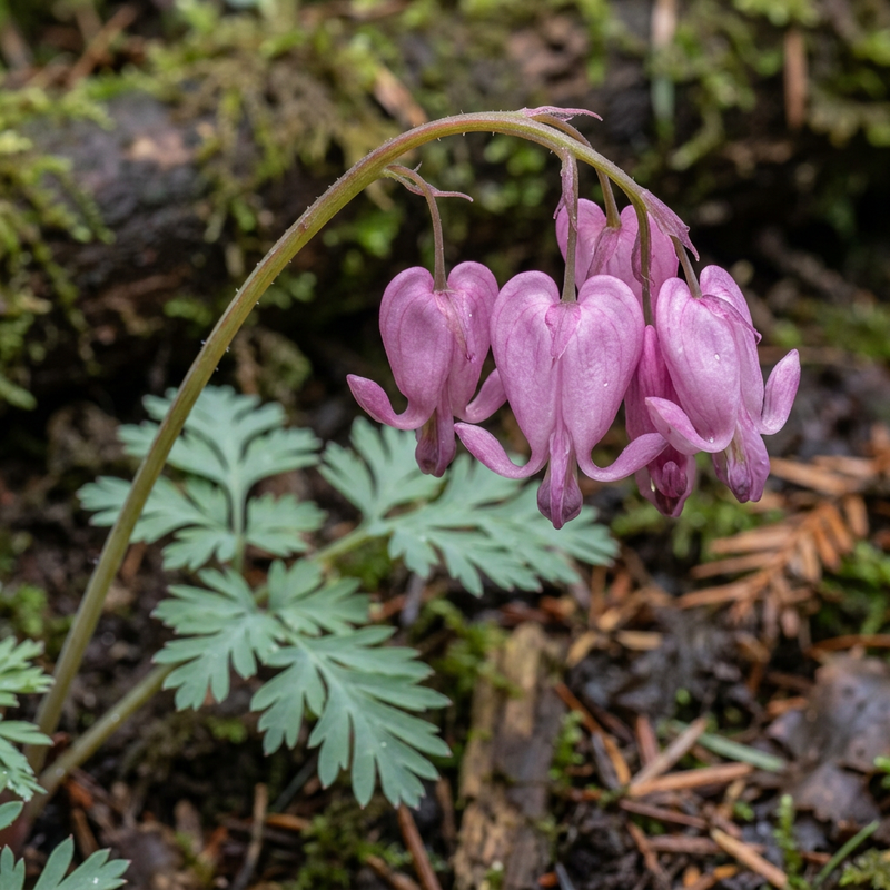 Herzblume (Dicentra formosa), illustration IA