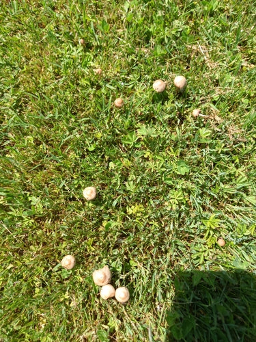 Engrais pour le foin — Bild 5