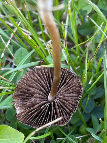 Engrais pour le foin — Bild 3