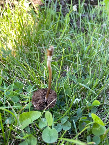 Engrais pour le foin — Bild 2