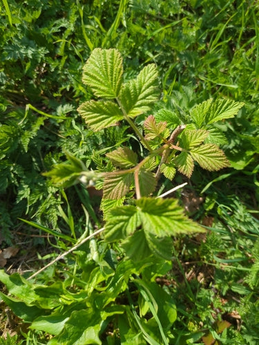 Framboises — Bild 3