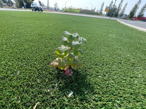 Framboises — Bild 5