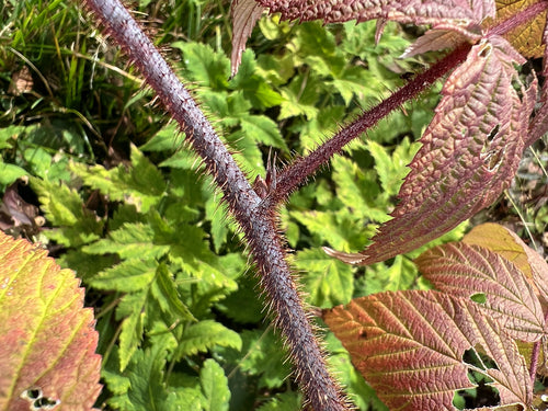 Framboises — Bild 4