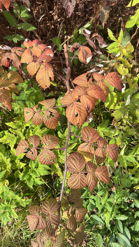Framboises — Bild 3