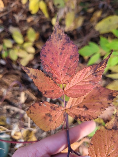 Framboises — Bild 2