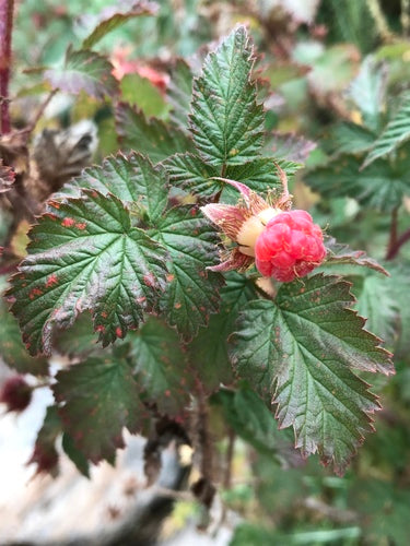 Framboises — Bild 1