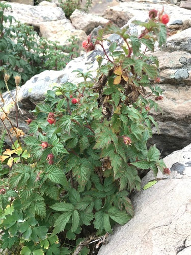 Framboises — Bild 2