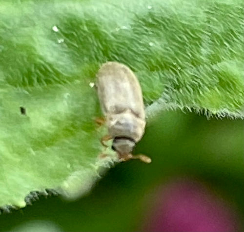 Coléoptère du framboisier — Bild 5