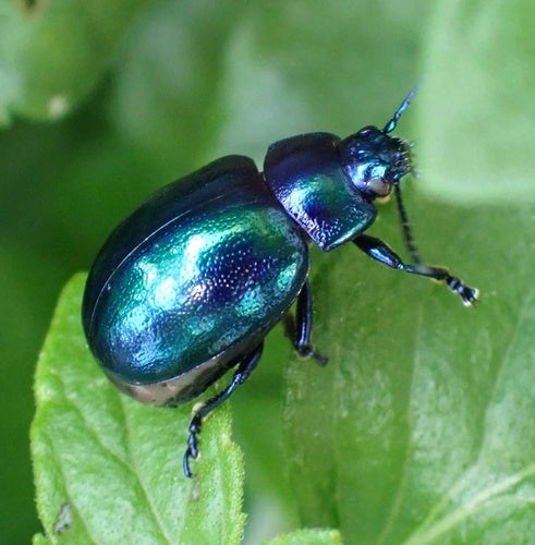 Coléoptère bleu ciel — Bild 4