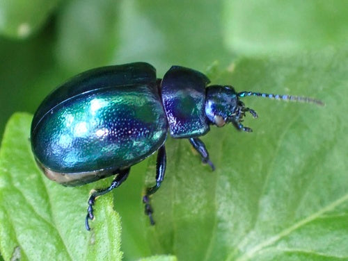 Coléoptère bleu ciel — Bild 5
