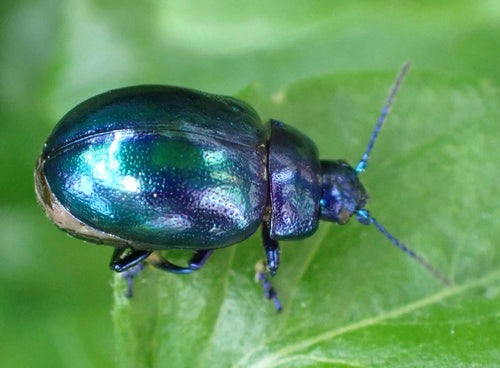 Coléoptère bleu ciel — Bild 3