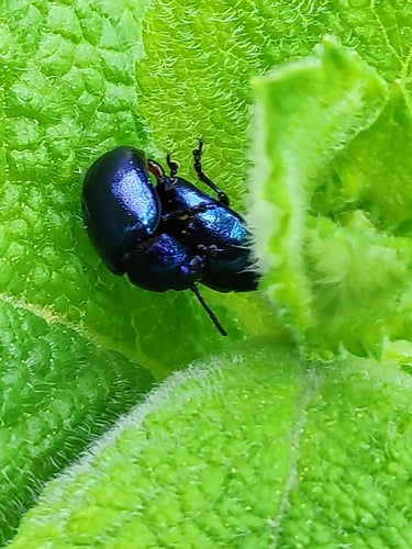 Coléoptère bleu ciel — Bild 2