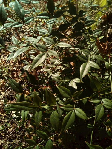 Bambou céleste — Bild 4