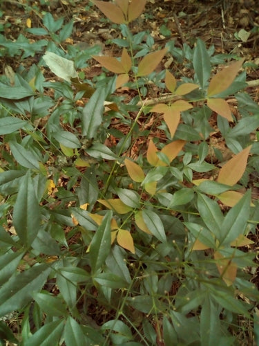 Bambou céleste — Bild 1