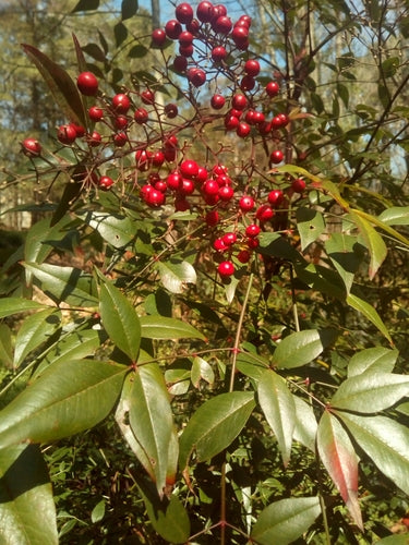 Bambou céleste — Bild 3