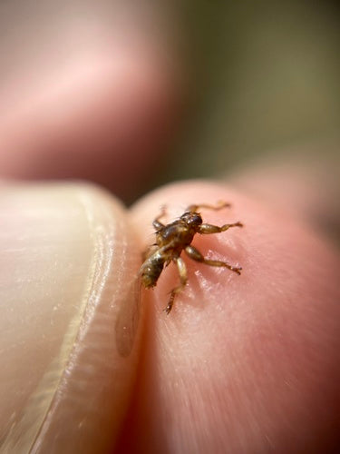 Mouche du pou du cerf — Bild 3