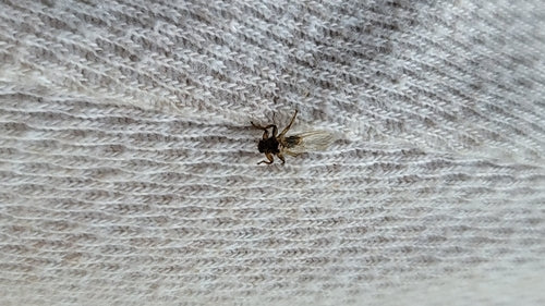 Mouche du pou du cerf — Bild 4