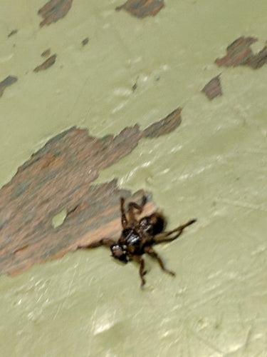 Mouche du pou du cerf — Bild 5