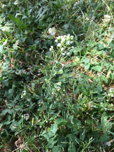 Sac de berger — Bild 5