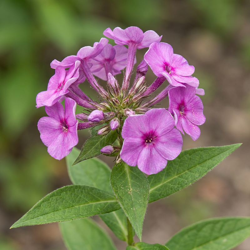 Grand phlox vivace