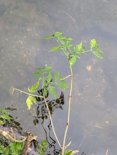 aîné — Bild 3