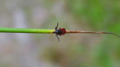 tréteau en bois — Bild 4