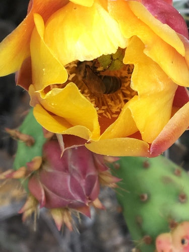 abeille — Bild 3