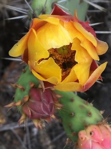 abeille — Bild 5