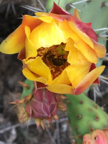 abeille — Bild 4