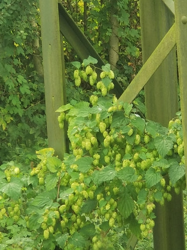 houblon — Bild 4