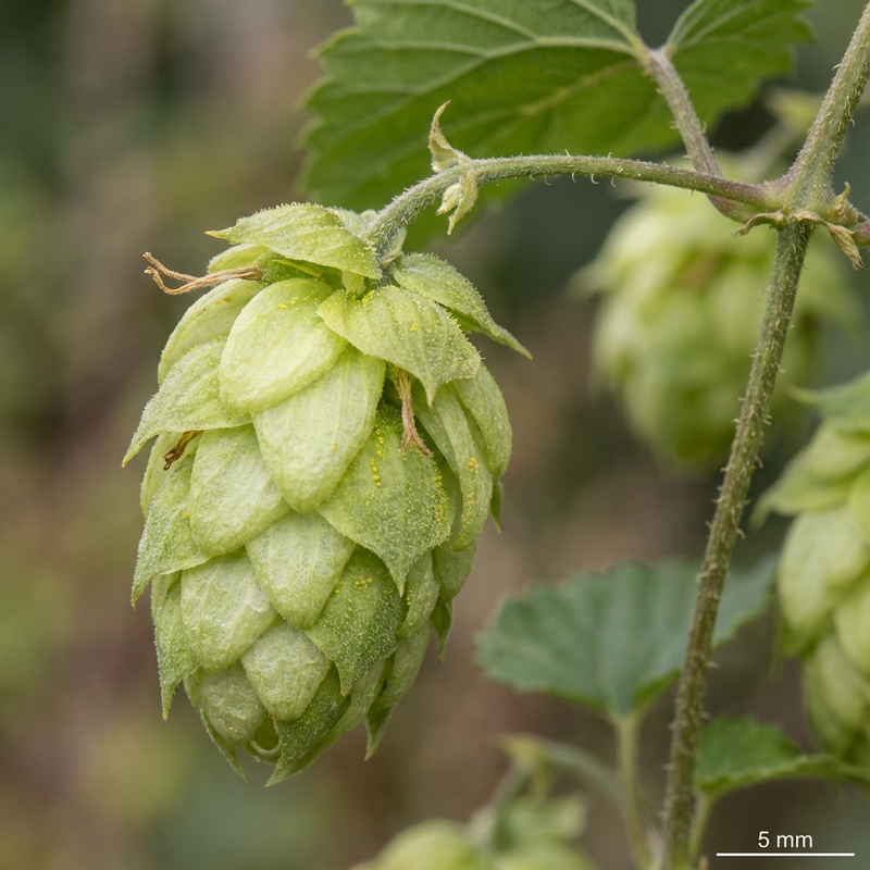 houblon