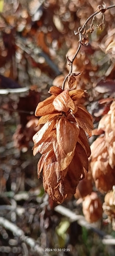 houblon — Bild 3