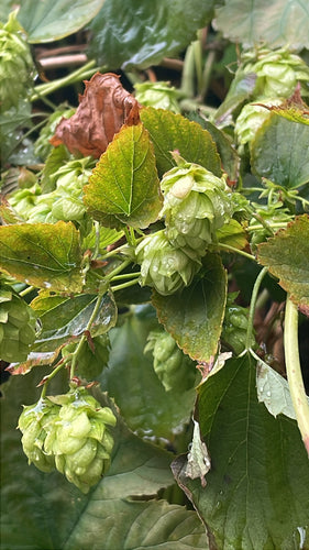 houblon — Bild 5