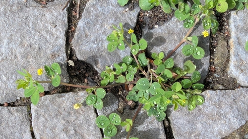 trèfle de houblon — photo 5 sur 11