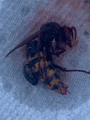 frelon — Bild 2