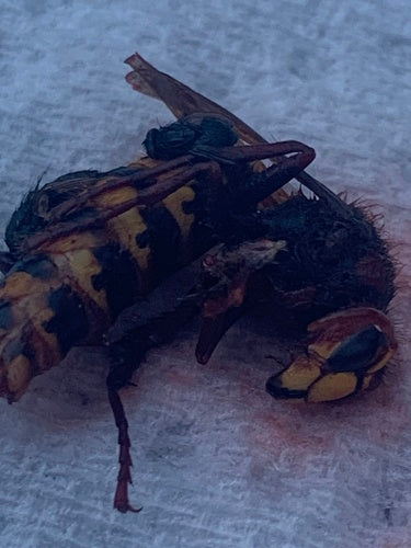 frelon — Bild 3