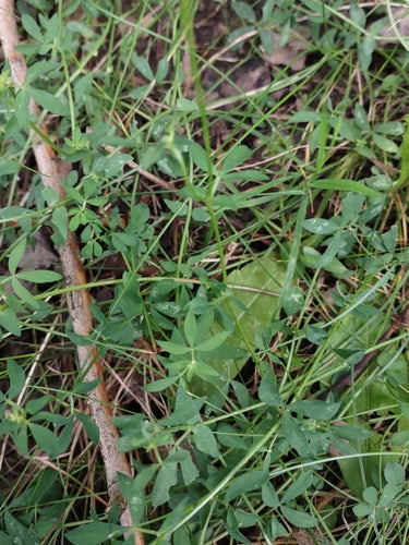Lotier à cornes — Bild 2